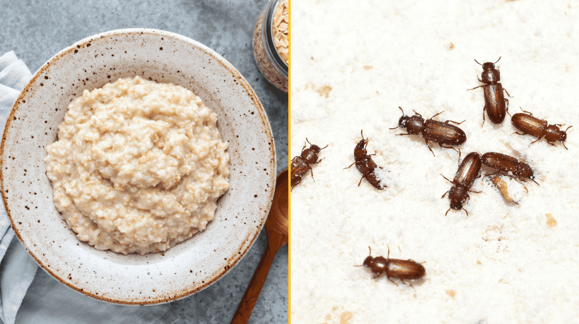 Two popular breakfast cereals recalled after insects found in batches Two popular breakfast cereals recalled after insects found in batches
