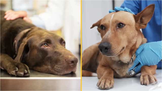 An Post pleads with dog owners ahead of Christmas as incidents increase An Post pleads with dog owners ahead of Christmas as incidents increase
