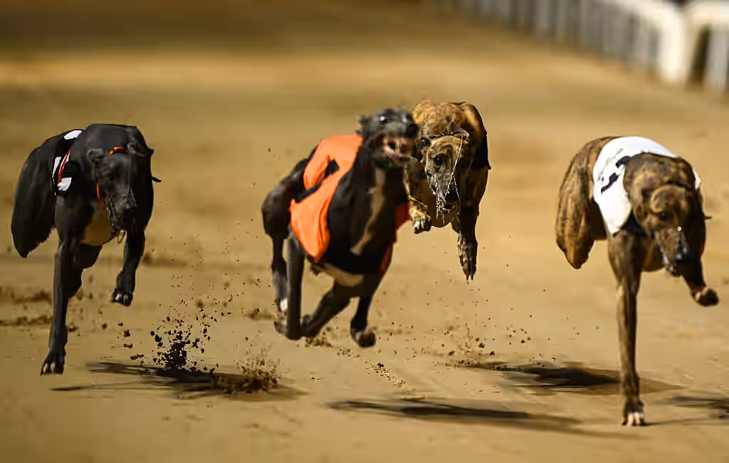Horse and greyhounds now allocated more than domestic violence after budget 2027 Horse and greyhounds now allocated more than domestic violence after budget 2027