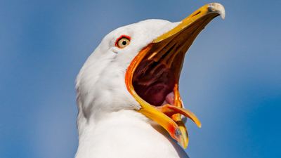 Irish public warned of ‘aggressive seagull behaviour’ heading into autumn